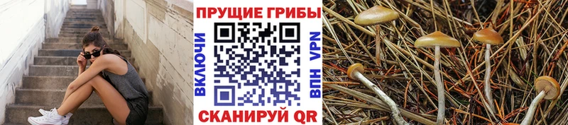Купить  Сочи  Псилоцибиновые грибы ЛСД 